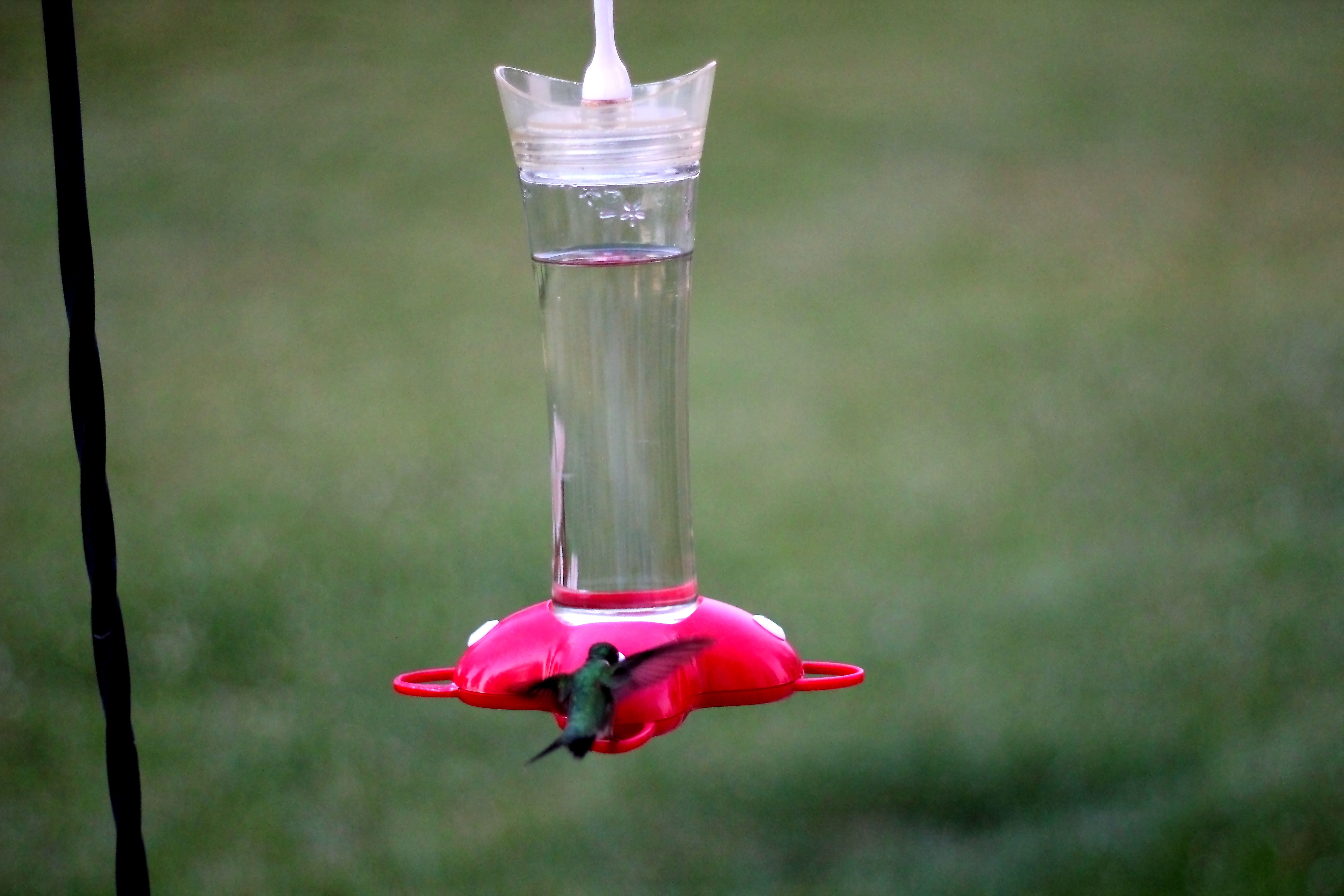 Make Hummingbird Food Sugar Water