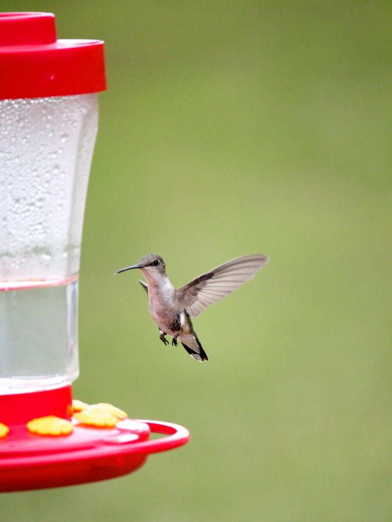 homemade hummingbird food homemade hummingbird food