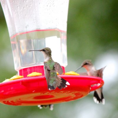 How To Make Homemade Hummingbird Food