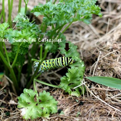 Another Use for Parsley