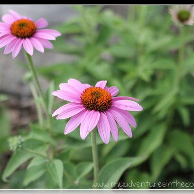 Purple Coneflowers