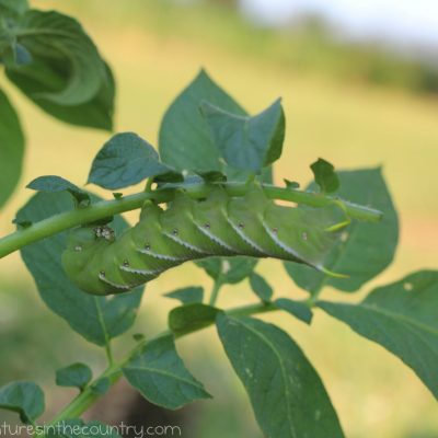 The Tomato Hornworm