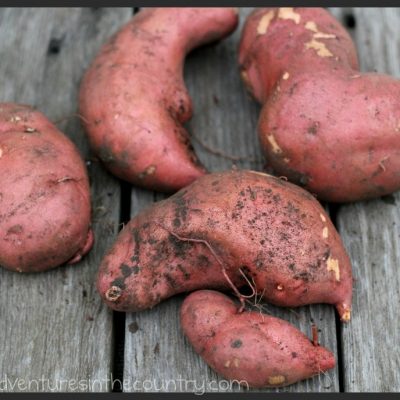 Baked Sweet Potato Muffins