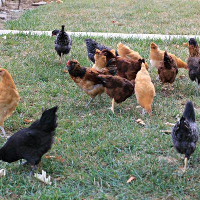 Meet the Chicks!